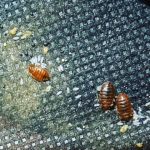 Bed Bug Removal
