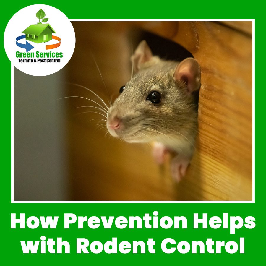 How Prevention Helps with Rodent Control