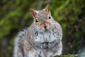 Squirrel Removal: What to do if You Have a Squirrel in the House