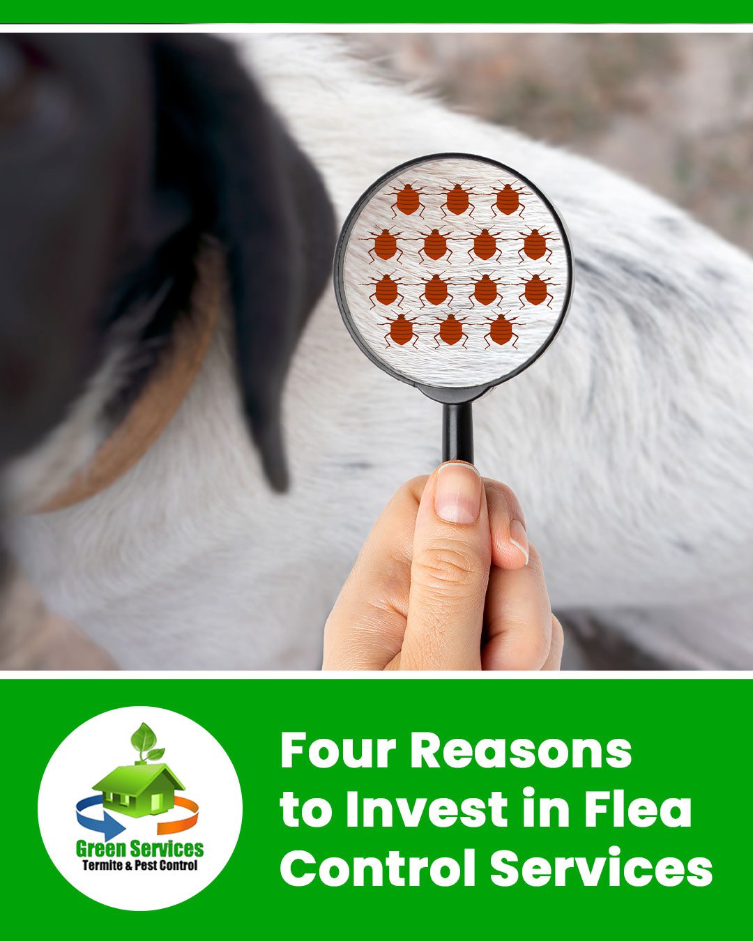 Four Reasons to Invest in Flea Control Services