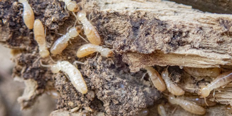 Signs You Need Termite Control Services