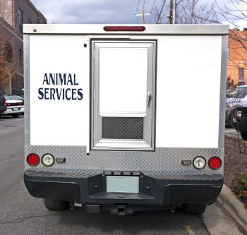 Occasions When You Should Call Animal Control