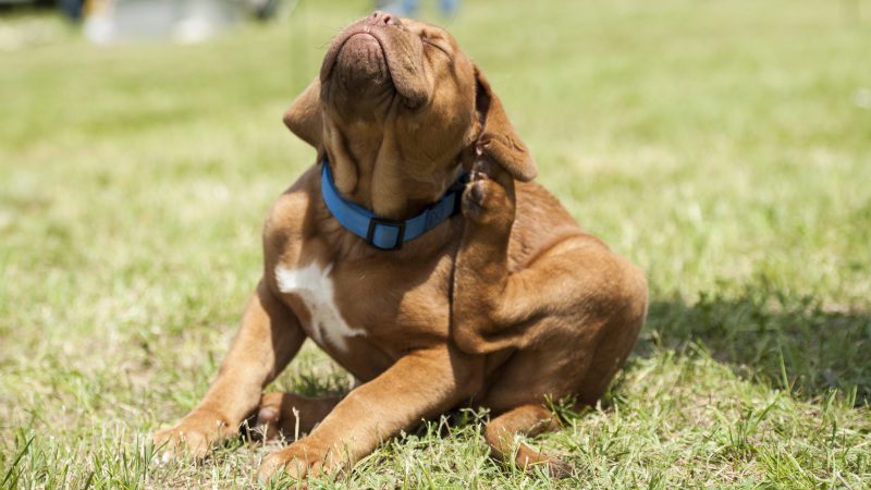 Benefits of Professional Flea Control Services