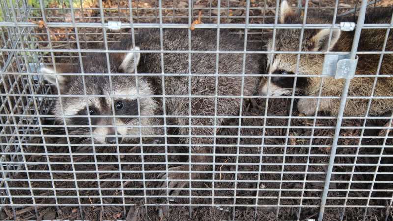 Why You Should Leave Raccoon Removal to the Experts