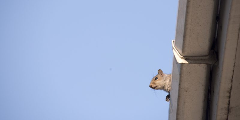 Signs You Need Squirrel Removal Services