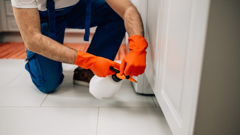 Pest Control in Splendora, Texas