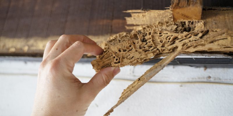 Termite Removal in Splendora, Texas