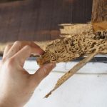 Termite Removal