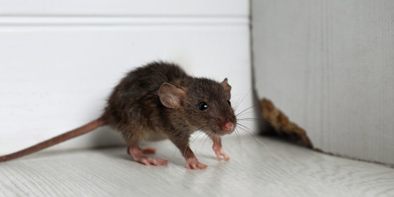 Three Problems That Come With Ignoring the Need for Rodent Control Services