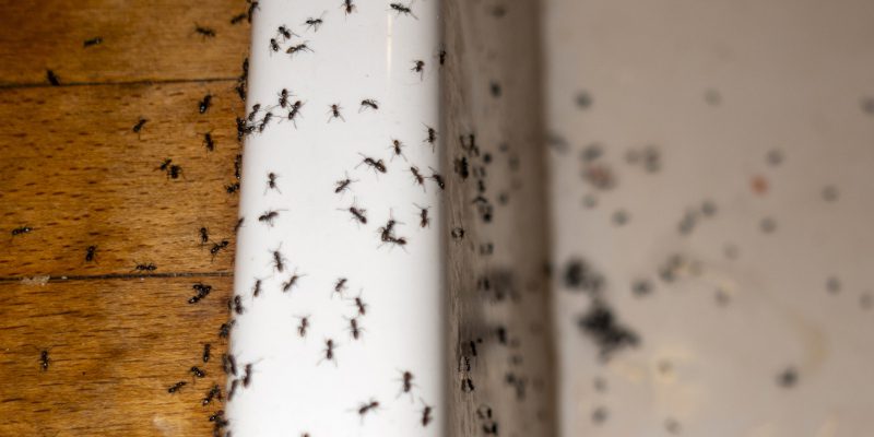 Ant Removal in Humble, Texas