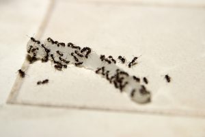 Top Reasons to Skip DIY Pest Control Methods