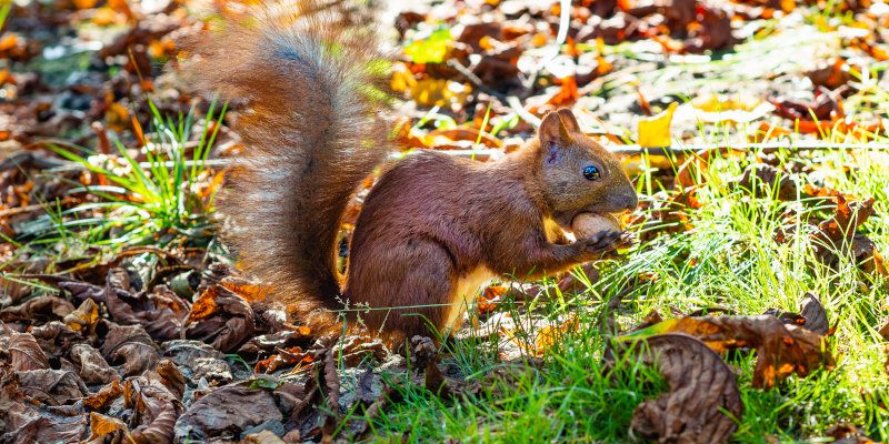 Squirrel Control in Humble, Texas