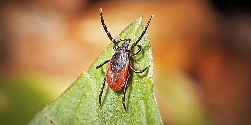 Tick Control in Humble, Texas