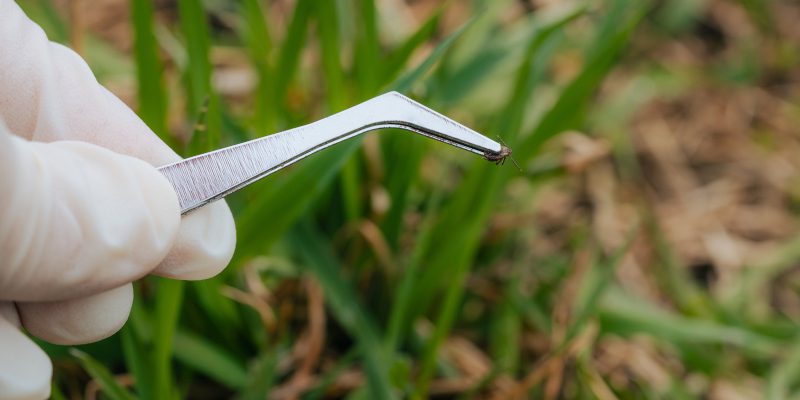 Tick Removal in Humble, Texas