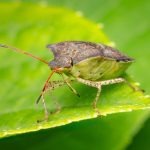 Stink Bug Removal