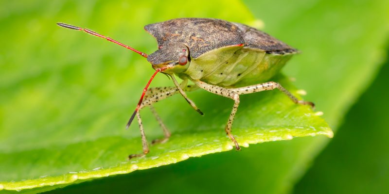 Stink Bug Removal in Humble, Texas