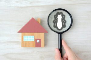What to Know About Termite Control