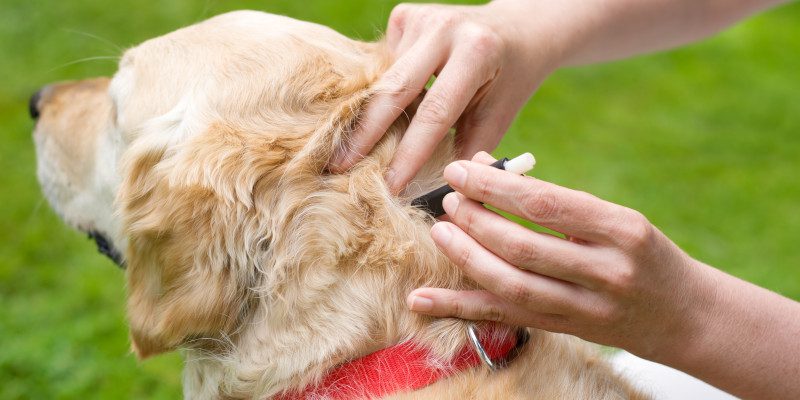 Three Ways to Protect Your Pets with Tick Control