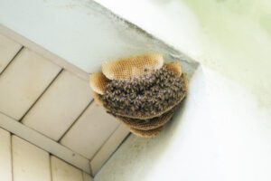 How to Tell If You Need Bee Control
