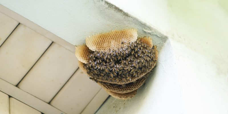 How to Tell If You Need Bee Control
