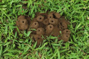 How Weather Impacts Pest Control Strategies
