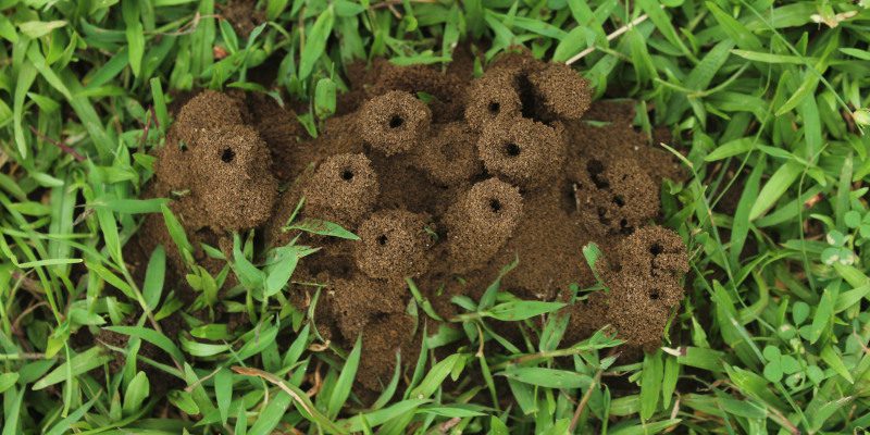 How Weather Impacts Pest Control Strategies